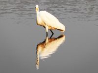 Pirschfahrt am Chobe - Seidenreiher