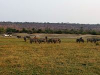 Pirschfahrt am Chobe - Steppenzebras