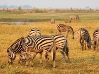 Pirschfahrt am Chobe - Steppenzebras