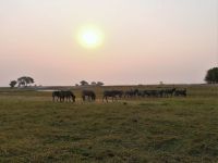 Pirschfahrt am Chobe - Abendstimmung
