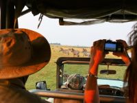 Pirschfahrt am Chobe 