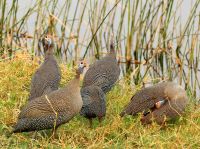 Pirschfahrt am Chobe - Perlhühner
