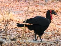 Unterwegs - Hornrabe