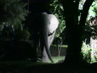 A Zambezi River Lodge - Elefanten als Gäste