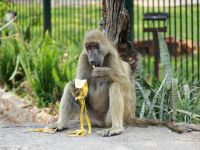 Simbabwe - Vic Falls - Begegnung am Straßenrand