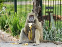 Simbabwe - Vic Falls - Begegnung am Straßenrand