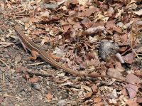 Simbabwe - Nationalpark Victoria Wasserfälle