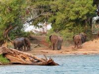 Simbabwe - Bootsfahrt auf dem Sambesi