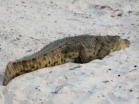 Simbabwe - Bootsfahrt auf dem Sambesi