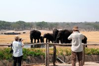 Hwange Safari Lodge - Stell-Dich-Ein mit Elefanten am Wasserloch