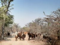 Unterwegs nach Etsha ins westliche Delta - Road Block