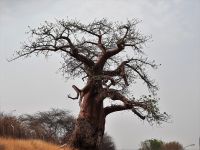 Botswana - Baobab