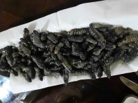 A Zambezi River Lodge - Mopane-Würmer