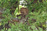 Pirschfahrt im Bwabwata Nationalpark - Baby Leopard