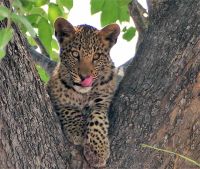 lecker Bwabwata Nationalpark