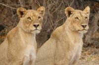 Morgenpirsch im Chobe NP 