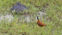 Bootstour auf dem Chobe...Jacana (Blaustirn-Blatthühnchen)