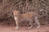 Morgenpirsch im Chobe NP 