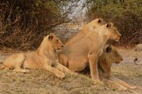 Morgenpirsch im Chobe NP 