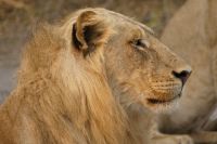 Morgenpirsch im Chobe NP 