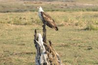 Bootsfahrt auf dem Chobe...Schreiseeadler