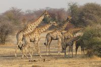 Mahango Park Giraffen