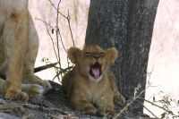 Moremi Wildreservat Löwennachwuchs