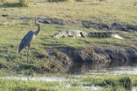 Bootsfahrt auf dem Chobe...Goliathreiher und Krokodil
