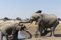 Elephant Sands bei Nata