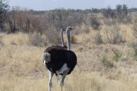 Ausfllug Makgadikgadi Salzpfannen
