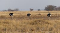 Ausfllug Makgadikgadi Salzpfannen