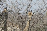 auf dem Weg nach Maun