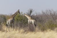 auf dem Weg nach Maun