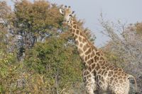 im Moremi-Wildreservat