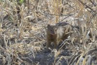 im Moremi-Wildreservat