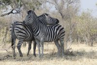 im Moremi-Wildreservat