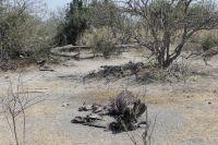 heute Morgen von Löwen gerissener Büffel