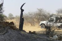 wir sind die einzigen Löwenbesucher