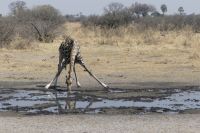 im Moremi-Wildreservat