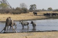 im Moremi-Wildreservat