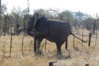 Elefant steigt über den Veterinärzaun