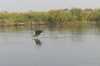 Schreiseeadler während Okavango-Bootstour