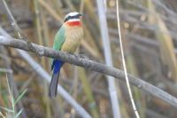 Weißstirnspint (gehört zu den Bienenfressern)
