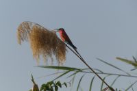 Scharlachspint (gehört zu den Bienenfressern)