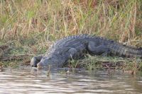 Bootstour auf dem Okavango