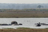 Pirschfahrt im Mahango Park