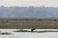 Pirschfahrt im Mahango Park...im Vordergrund Goliathreiher