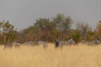 Pirschfahrt im Mahango Park