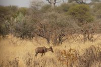 Pirschfahrt im Mahango Park...Leierantilope (Halbmondantilope)