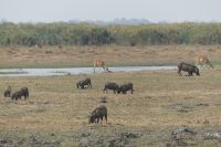 Pirschfahrt im Mahango Park